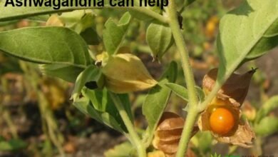 Ashwagandha can help