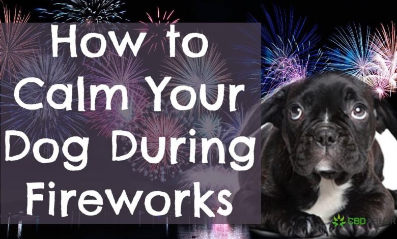 Dog Calm During Fireworks
