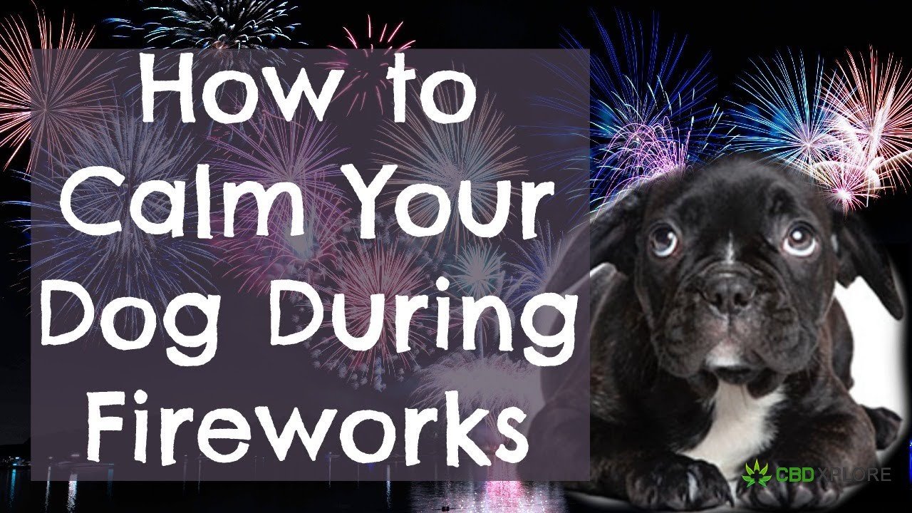 Dog Calm During Fireworks