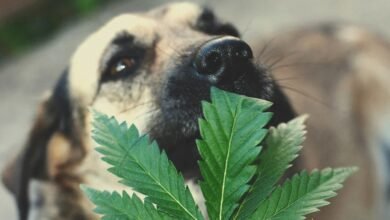 Is THC Harmful to Pets