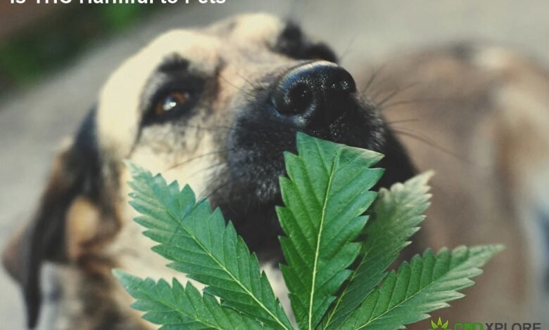 Is THC Harmful to Pets