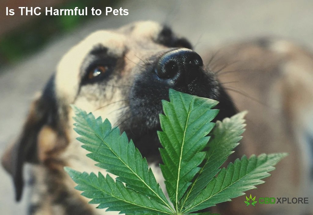 Is THC Harmful to Pets