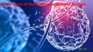 An Overview of the Endocannabinoid System