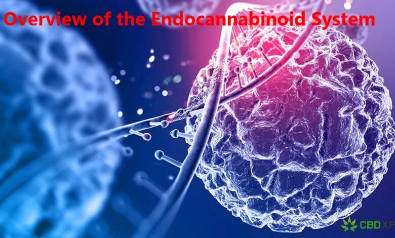 An Overview of the Endocannabinoid System