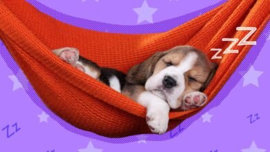Can Melatonin Help Dogs Relax