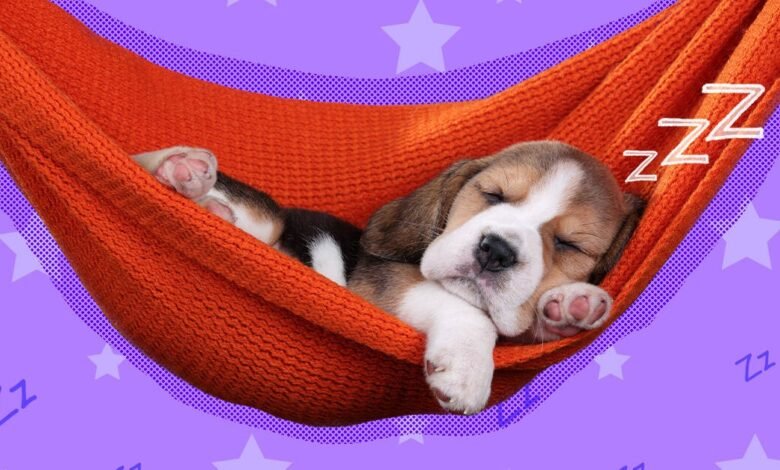 Can Melatonin Help Dogs Relax