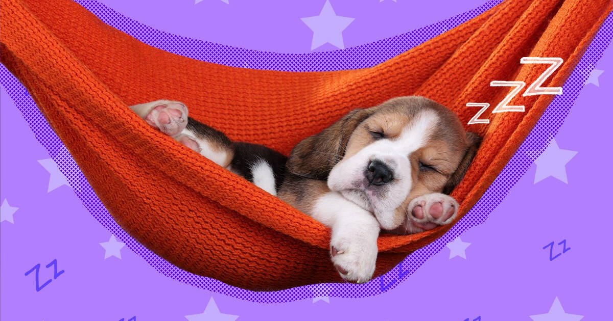 Can Melatonin Help Dogs Relax