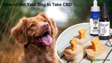 How to Get Your Dog to Take CBD