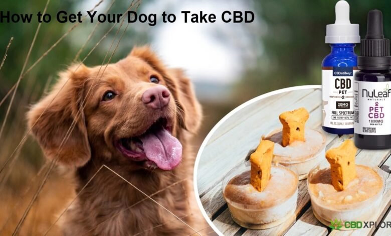 How to Get Your Dog to Take CBD