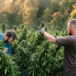 Is THC Necessary for the Entourage Effect and CBD