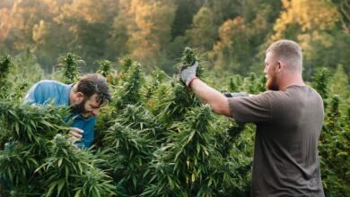 Is THC Necessary for the Entourage Effect and CBD