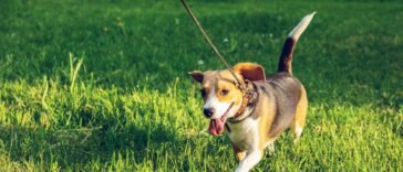 For National Train Your Dog Month, make dog training fun