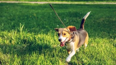 For National Train Your Dog Month, make dog training fun