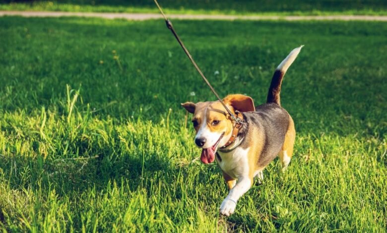 For National Train Your Dog Month, make dog training fun