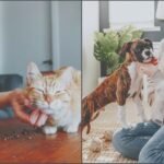 Making Wise Decisions for Your Pet's Well-Being