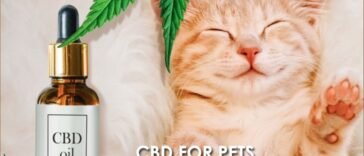 CBD for Pets : A natural remedy for animal health