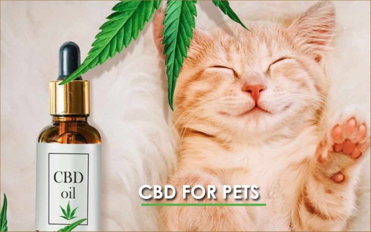 CBD for Pets : A natural remedy for animal health