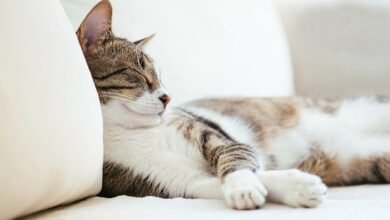 Why CBD Is Ideal If Your Cat Refuses to Let You Sleep