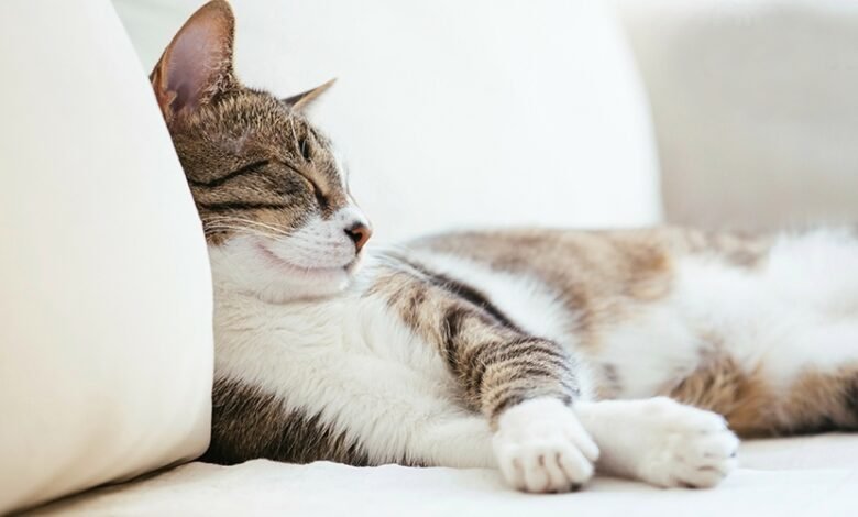 Why CBD Is Ideal If Your Cat Refuses to Let You Sleep