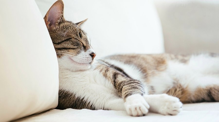 Why CBD Is Ideal If Your Cat Refuses to Let You Sleep