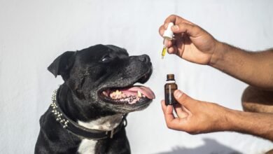 CBD and Pet Behavior: Calming Anxiety and Promoting Relaxation