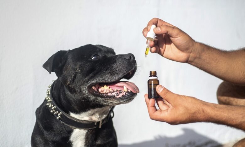 CBD and Pet Behavior: Calming Anxiety and Promoting Relaxation
