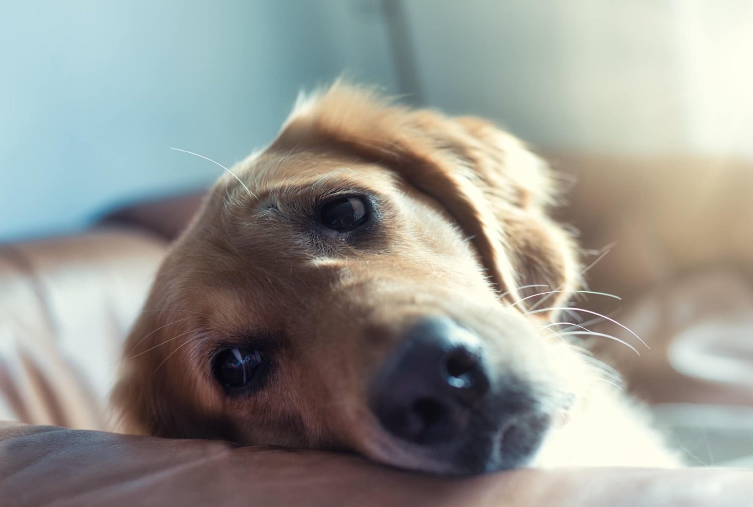 CBD and Pet Behavior: Calming Anxiety and Promoting Relaxation