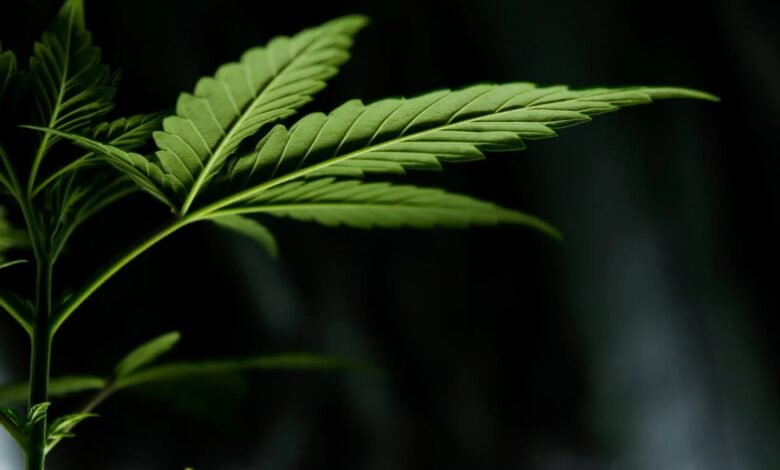 The History of CBD: From Ancient Times to Today