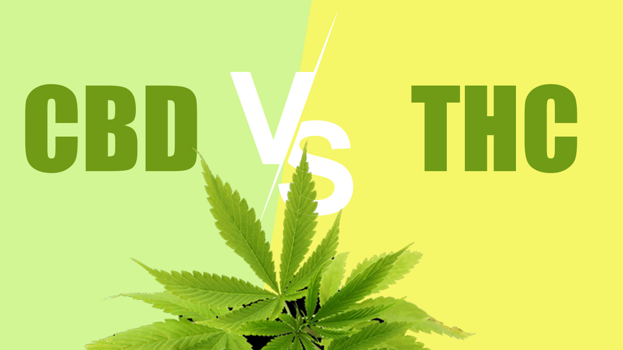 cbd vs thc