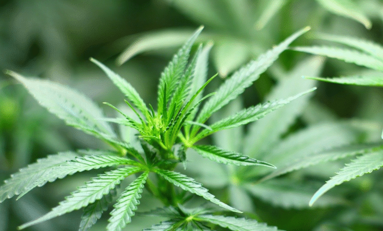 The Importance of Quality CBD: How to Choose the Right Product