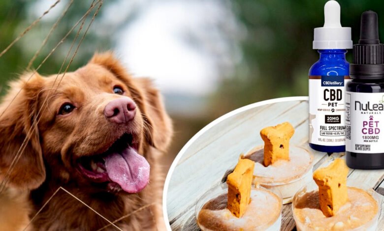 cbd for pets