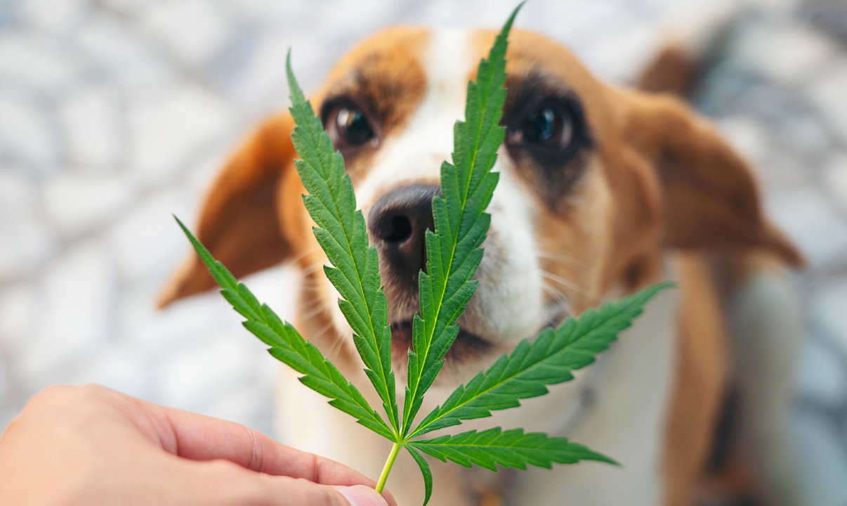 CBD And Dog Health