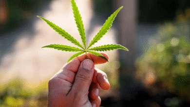 CBD and Autoimmune Conditions