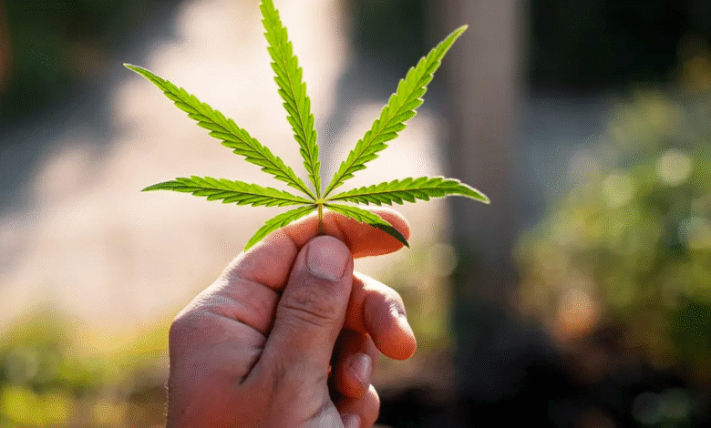CBD and Autoimmune Conditions