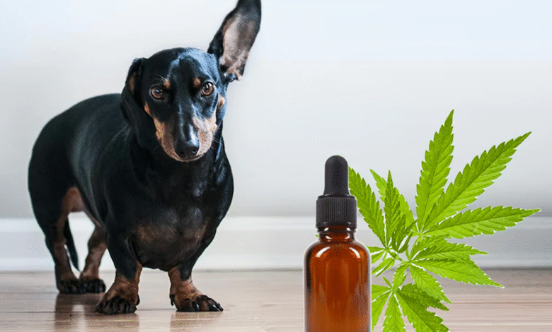 cbd for dogs health