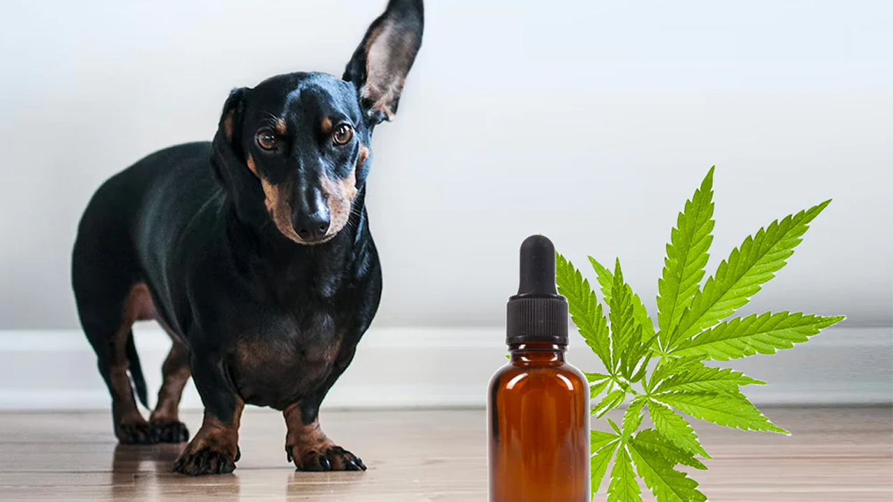 cbd for dogs health