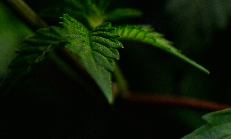 Common Bile Duct cbd