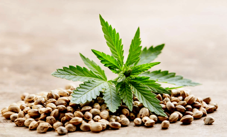 Germinating Cannabis Seeds