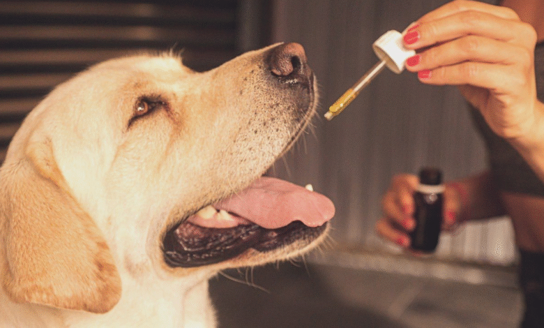 CBD for All Pets