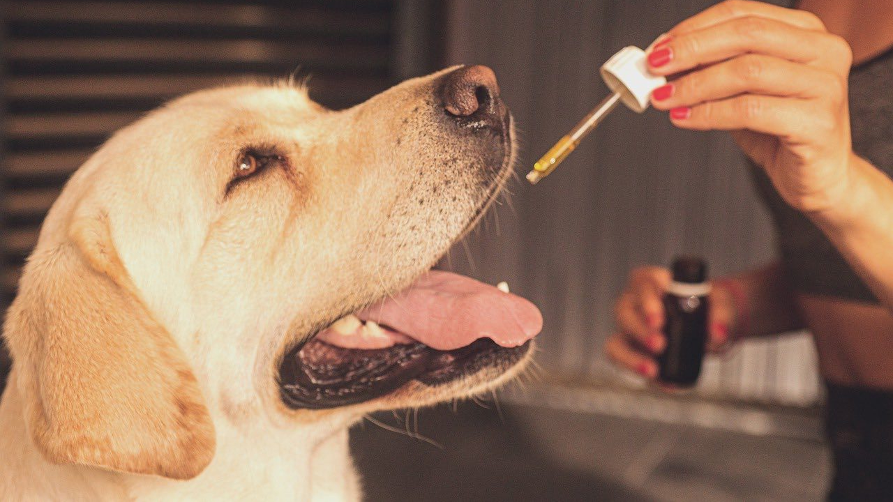 CBD for All Pets