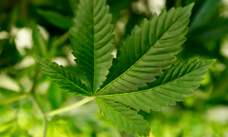 cbd marijuana and hemp