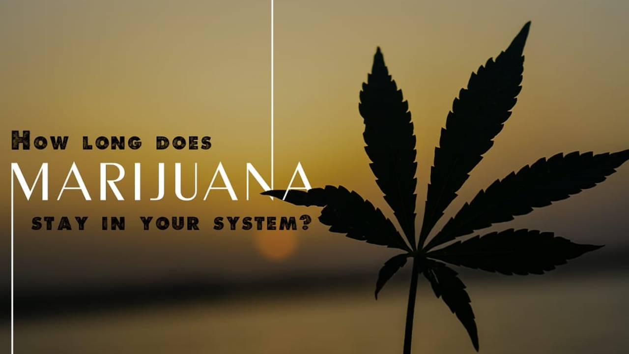 How Long Does Marijuana Stay in Urine