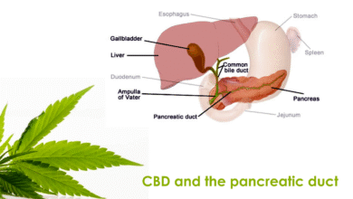CBD and the pancreatic duct