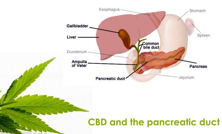 CBD and the pancreatic duct