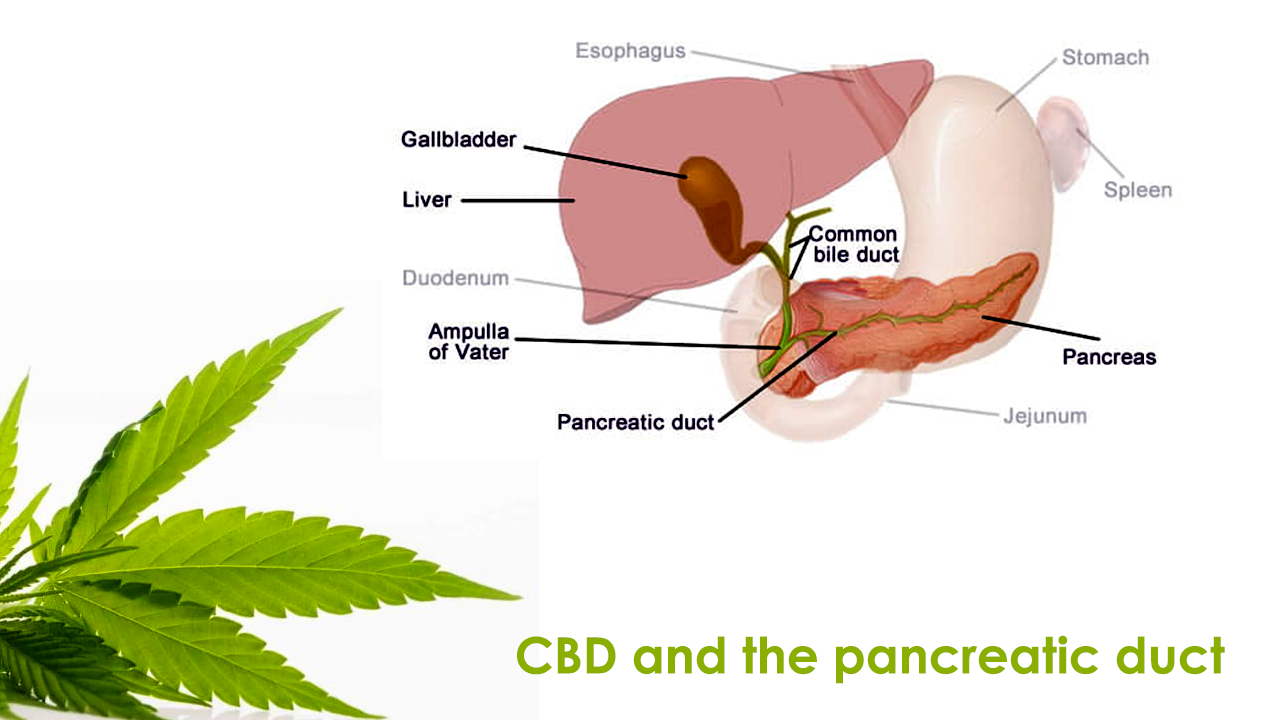 CBD and the pancreatic duct