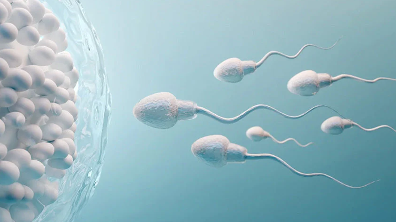 Cannabinoids for Male Fertility