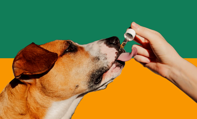 CBD Gummies for Dogs Seizures