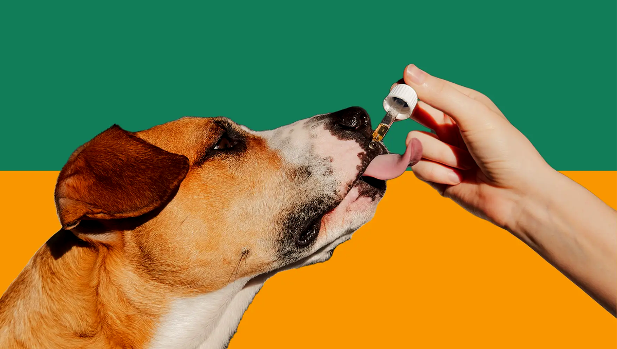 CBD Gummies for Dogs Seizures