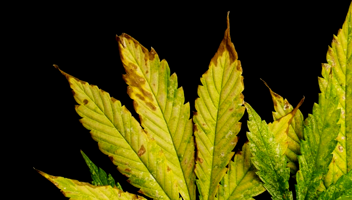 Nutrient Deficiency in Cannabis Plant