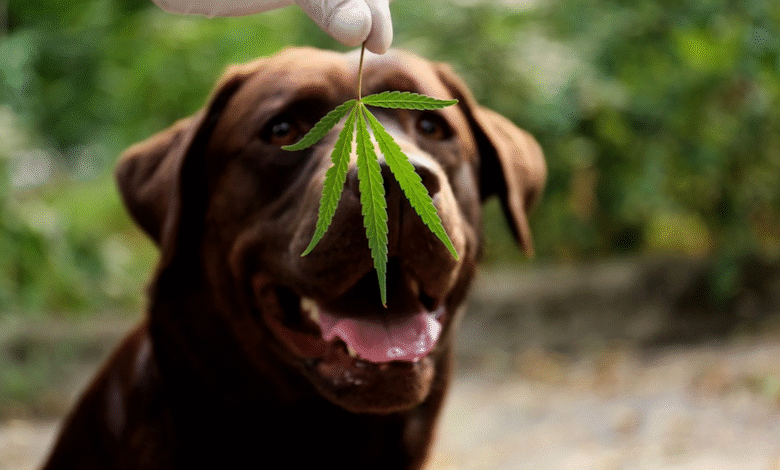 CBD treats for dogs